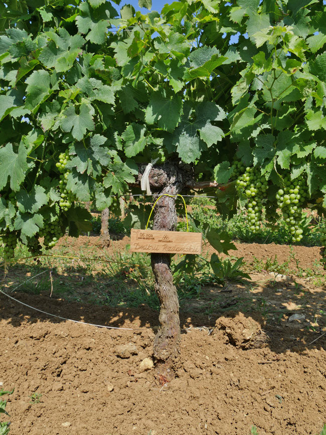 Виноградник на урожай